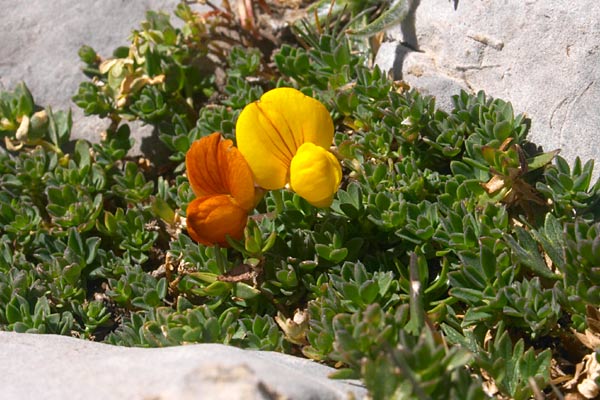 Lotier des Alpes, Lotus alpinus, Pyrnes, Massif du Cotiella (Aragon), aot 2006