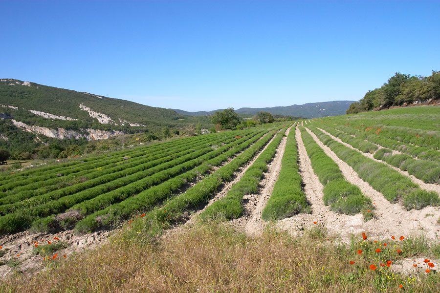 Randonne en Luberon, Champ de lavande