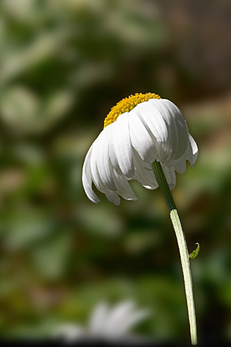 Marguerite