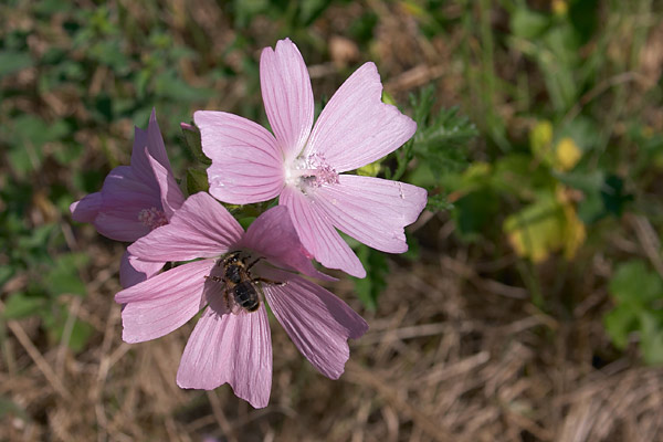 Mauve alce, malva alcea, Pyrnes, 27 juillet 2004