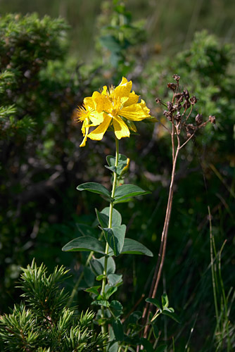 Millepertuis, Hypericum burseri, Pyrnes, 25 juillet 2004