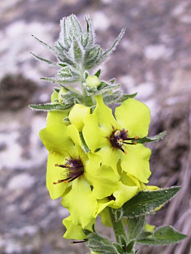 Molne fausse-phlomide, Verbascum phlomoides, Pyrnes, aot 2003