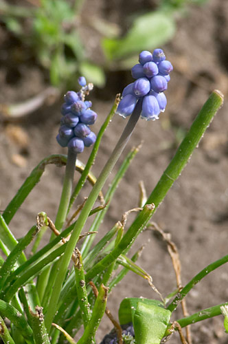 Muscari en grappe, Muscari neglectum, Cergy(95), 21 mars 2004