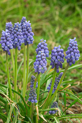 Muscari en grappe, Muscari neglectum, Cergy(95), 21 mars 2004
