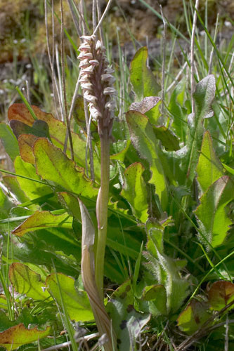 Notine, Neotinea maculata, Pico Grande