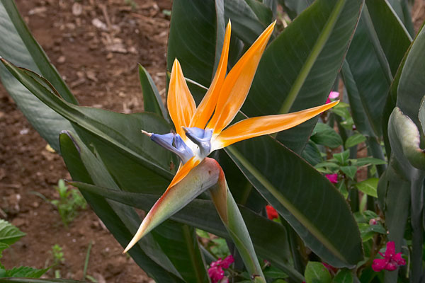 Oiseau de paradis, Strelitzia reginae, Entre Pico de Arieiro et Pico Ruivo