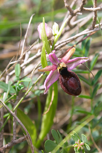 Ophrys de Catalogne, Ophrys bertolonii catalaunica, Massif de Montseny (Catalogne), mai 2006