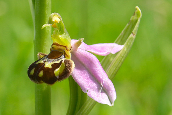 Ophrys abeille, Ophrys apifera, Ile-de-France, juin 2006