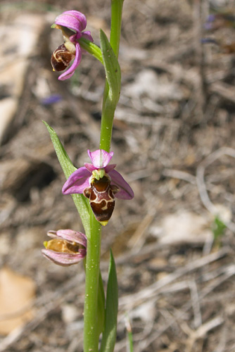Ophrys bcasse, Ophrys scolopax, Massif de Montseny (Catalogne), mai 2006