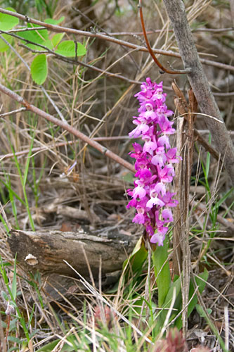 orchide, orchide  dterminer, Massif de Montseny (Catalogne), mai 2006