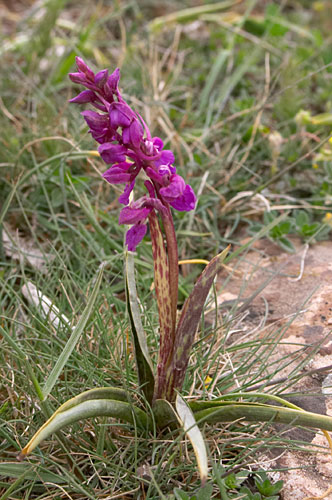 orchis, orchis  dterminer, Massif de Montseny (Catalogne), mai 2006