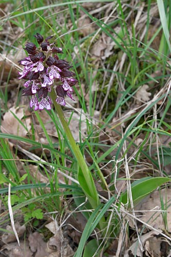 Orchis pourpr, Orchis purpurea, Gers, 19 avril 2004