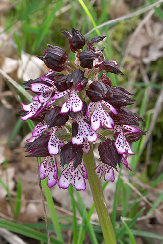 Orchis pourpr, Orchis purpurea, Gers, 19 avril 2004