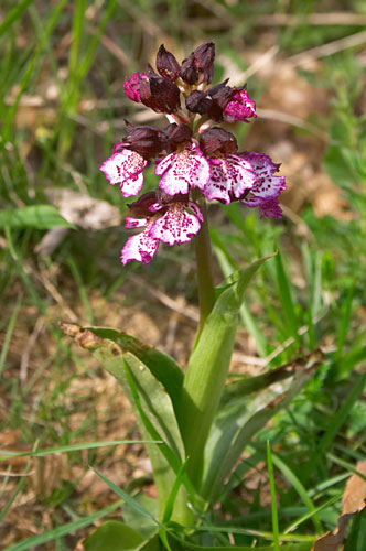 Orchis pourpr, Orchis purpurea, Gers, avril 2006