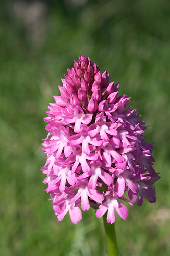 Orchis pyramidal, anacamptis pyramidalis, Ile de France, 6 juin 2004