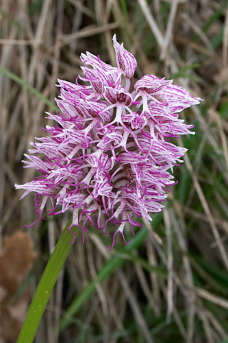 Orchis singe, Orchis simia, Gers, 19 avril 2004