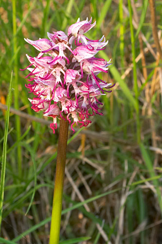 orchis singe, orchis simia, Gers, avril 2006