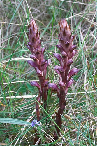 Orobanche, Orobanche ( dterminer), Massif de Montseny (Catalogne), mai 2006