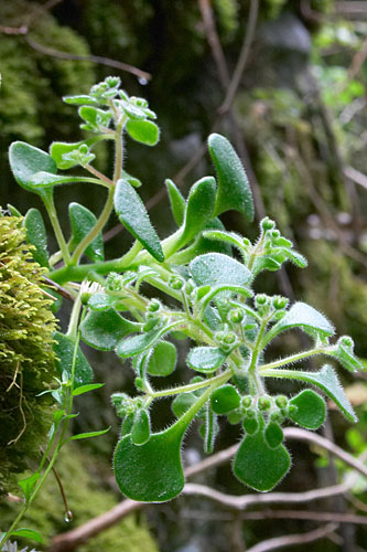 Orpin de Madre, Aichryson divaricatum, Levada de Ribeira da Janela