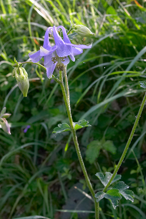 Ancolie commune, Aquilegia vulgaris, Bretagne, mai 2007