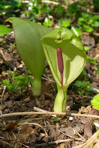 gouet macul, arum maculatum, Ile-de-France, avril 2007