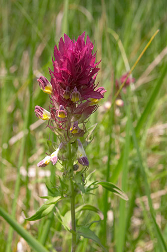 Mlampyre des champs, Melampyrum arvense, Ile-de-France, mai 2007