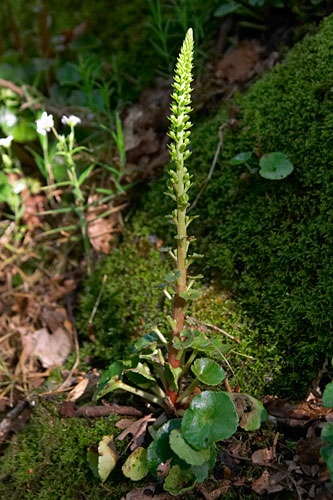 Nombril de Vnus, Umbilicus rupestris, Bretagne, mai 2007