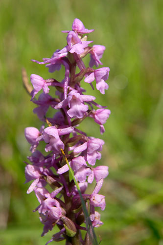 Orchis moucheron, Gymnadenia conopsea, Ile-de-France, juin 2007