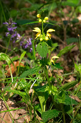 Ortie jaune, lamiastrum galeobdolon, Bretagne, mai 2007