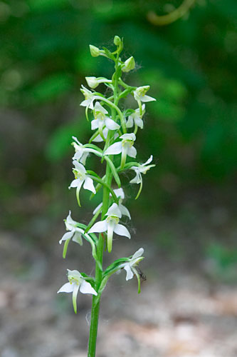 Platanthre verdtre, Platanthera chlorantha, Ile-de-France, mai 2007