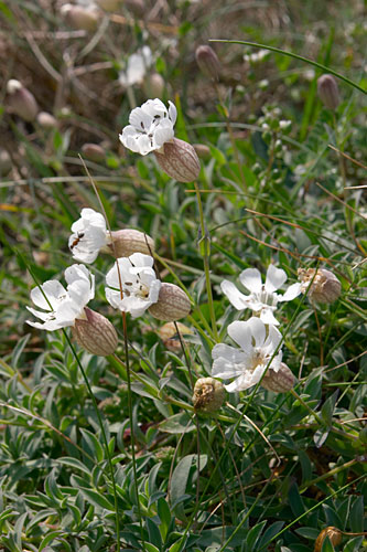 Silne  une fleur, Silene vulgaris subsp. maritima, Bretagne, mai 2007