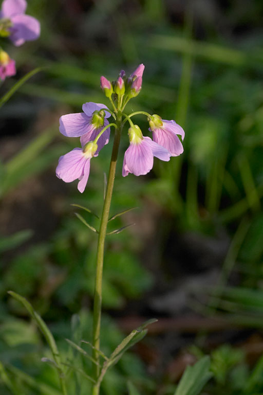 Cardamine des prs, Cardamine pratensis, Ile-de-France, avril 2008