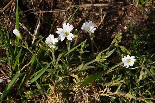 Craiste des champs, Cerastium arvense, Ardche, mai 2008