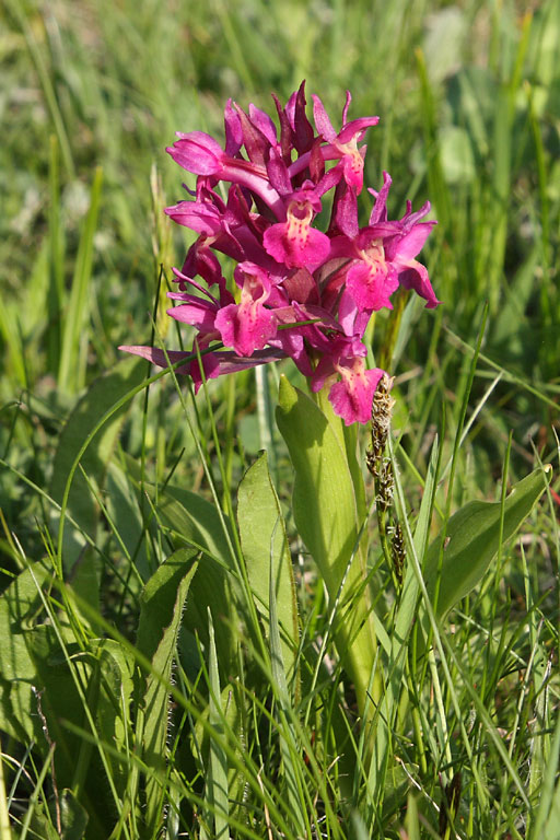 Orchis sureau, Dactylorhiza sambucina, Ardche, mai 2008