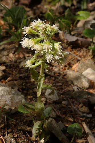 Ptasite blanc, Petasites albus, Ardche, mai 2008