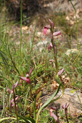 Srapias langue, Serapias lingua, Ardche, mai 2008