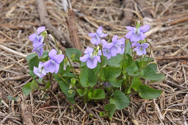 Violette des chiens, Viola canina, Ardche, mai 2008