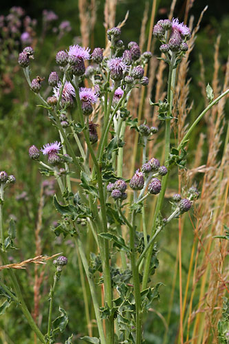 Cirse des champs, Cirsium arvense, Ile de France, juin 2009