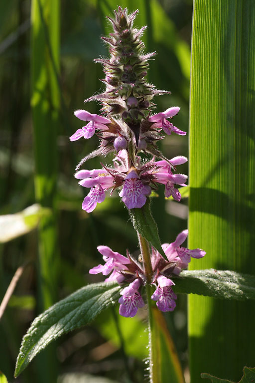 Ortie morte, Stachys palustris, Ile de France, juin 2009