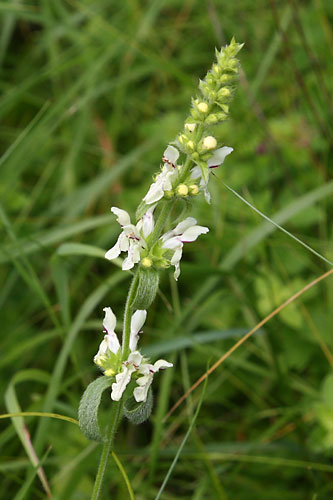Epiaire droite, Stachys recta, Ile de France, juin 2009