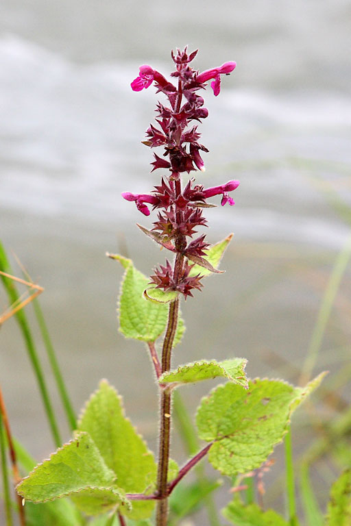 Ortie puante, Stachys sylvatica, Ile de France, juin 2009