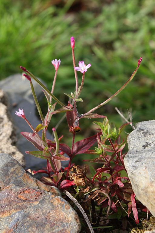 Epilobe  petites fleurs, Epilobium parviflorum, Bretagne, aot 2009