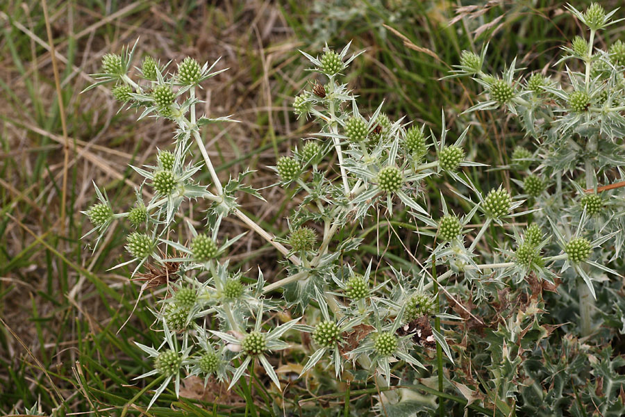 Panicaut des champs, Eryngium campestre, Gers, juillet 2009