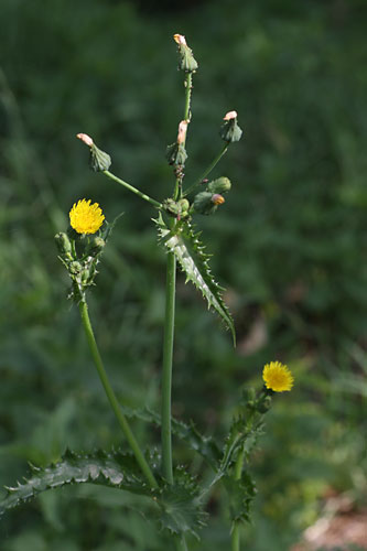 Laiteron rude, Sonchus asper, Gers, juillet 2009