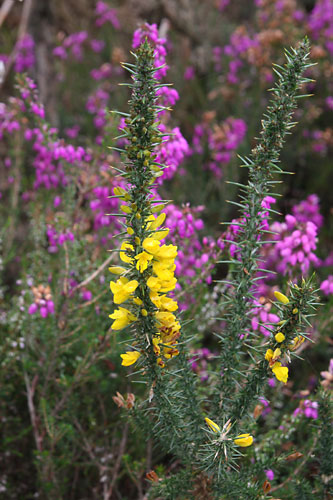 Ajonc nain, Ulex minor, Bretagne, aot 2009