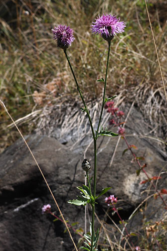 Centaure en panicule, Centaurea paniculata, Pyrnes, juillet 2009