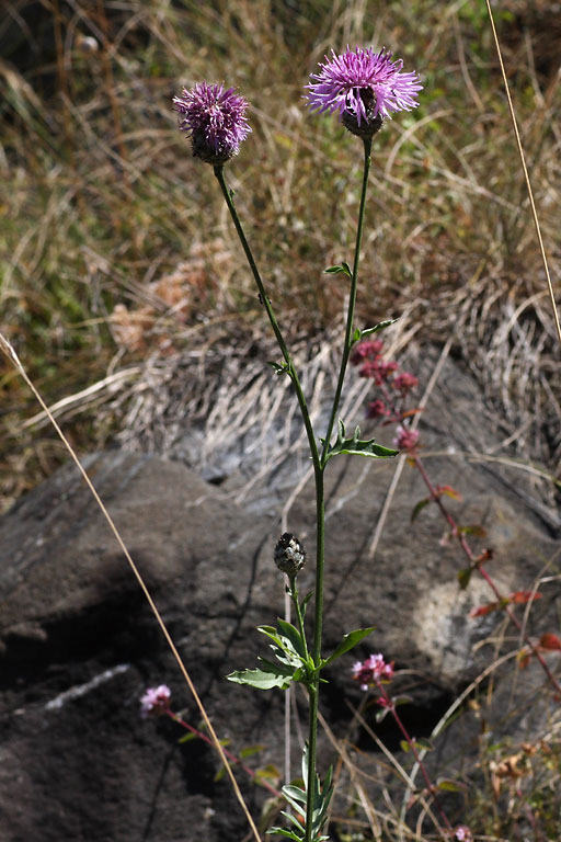 Centaure en panicule, Centaurea paniculata, Pyrnes, juillet 2009