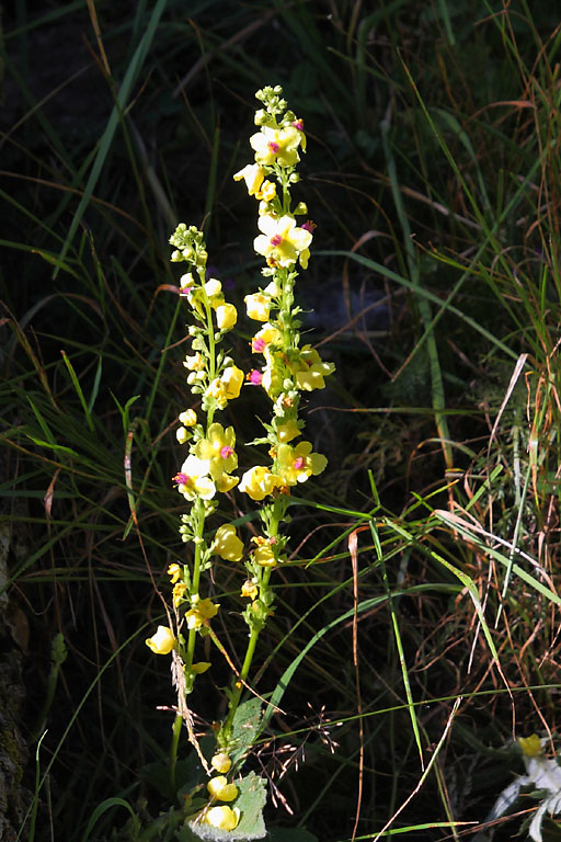 Molne noire, Verbascum nigrum, Pyrnes, aot 2009