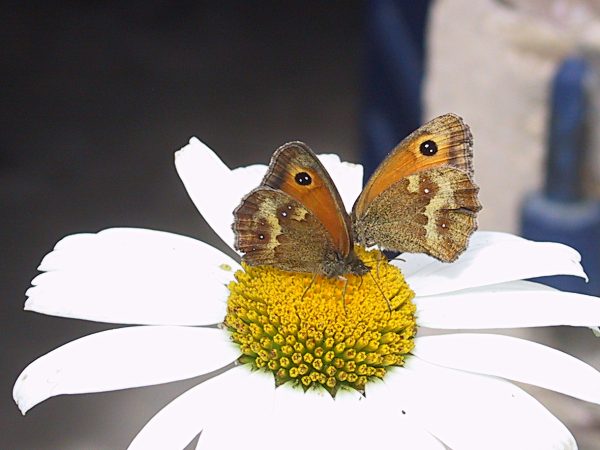 Papillon,Amaryllis,Bretagne
