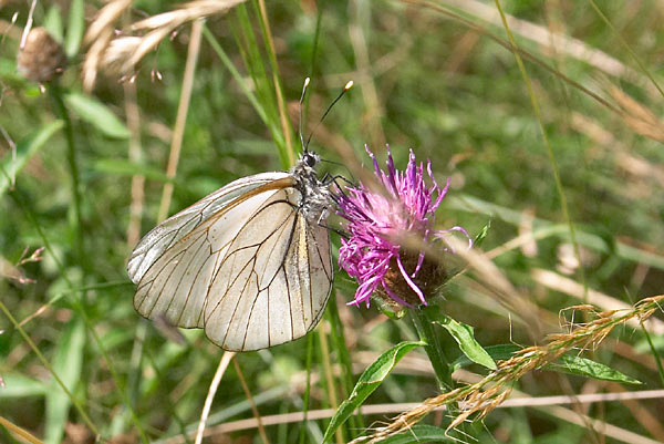 Papillon,Gaz,Pyrnes